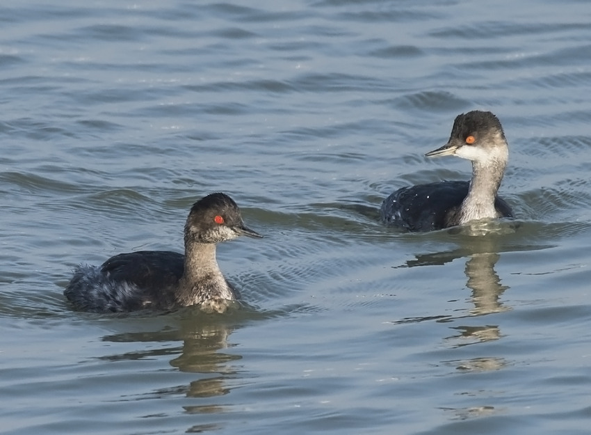 Black-necked Grebe/Eared Grebe